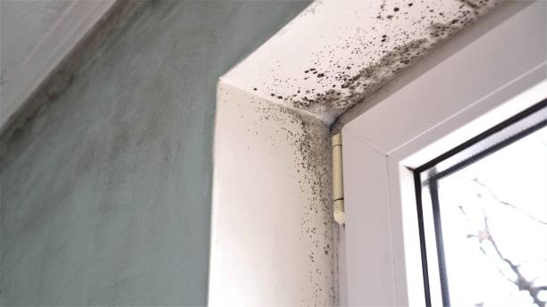 Best DIY Mold Remediation Support Services in Val Verde Park, TX