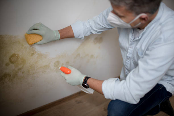 Best White Mold Remediation in Val Verde Park, TX