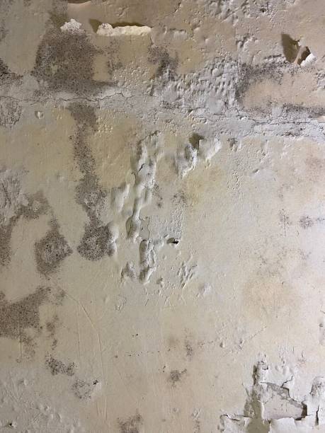 Best Post-Flood Mold Remediation in Val Verde Park, TX