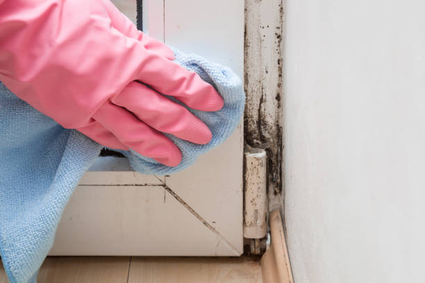 Best Crawl Space Mold Remediation in Val Verde Park, TX