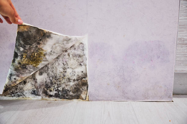 Best Kitchen Mold Remediation in Val Verde Park, TX